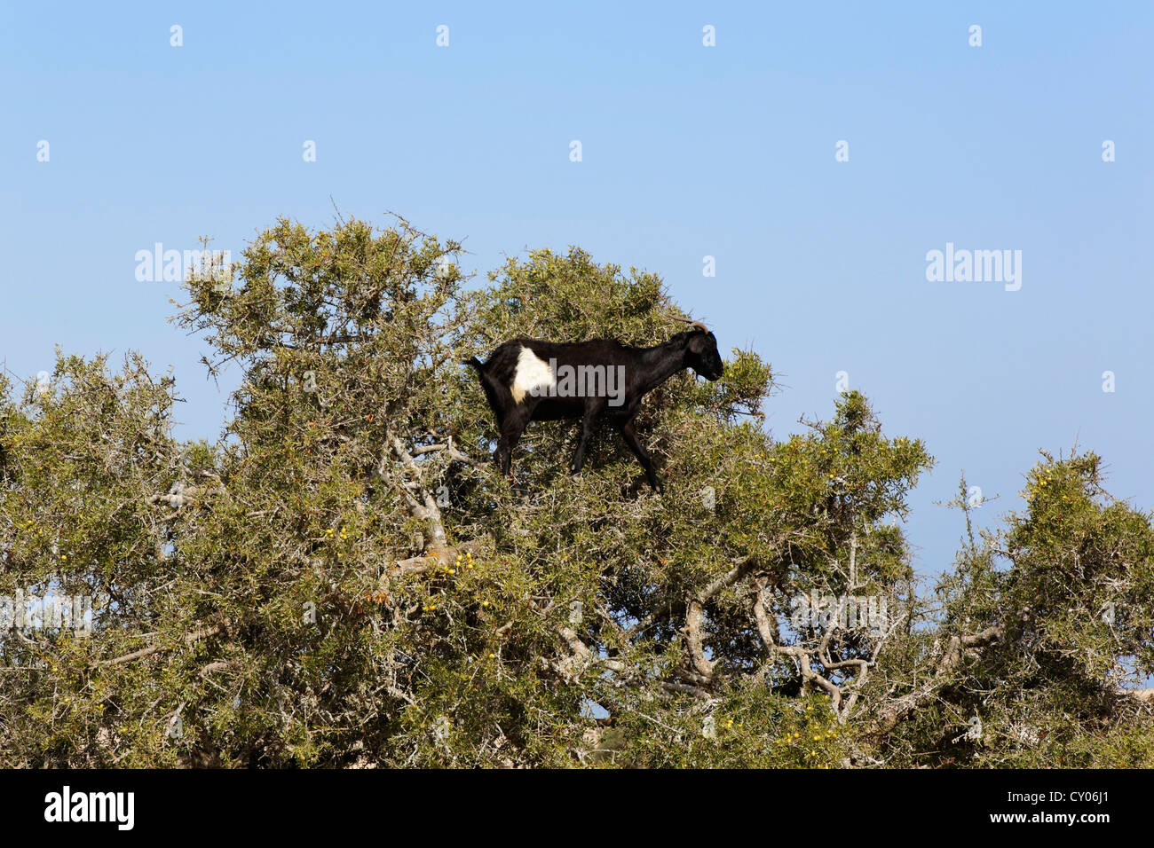 (Capra) salendo un albero di argan (Argania spinosa, Agadir, Souss-Massa-Daraa regione, Marocco, il Maghreb, Africa Foto Stock