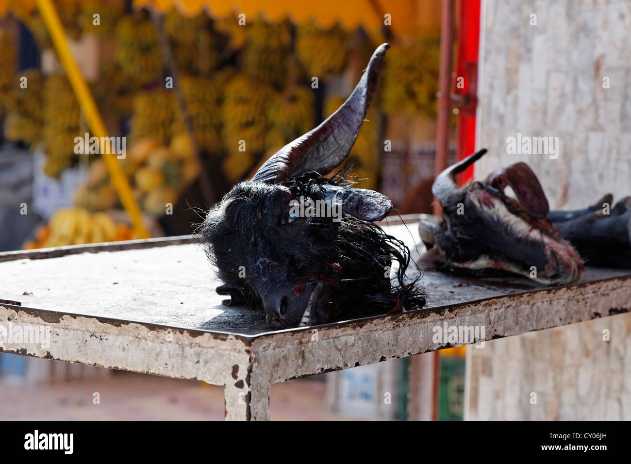 Separate le teste di capra sul mercato souk in Tamri, Agadir, Souss-Massa-Daraa regione, Marocco, il Maghreb, Africa Foto Stock