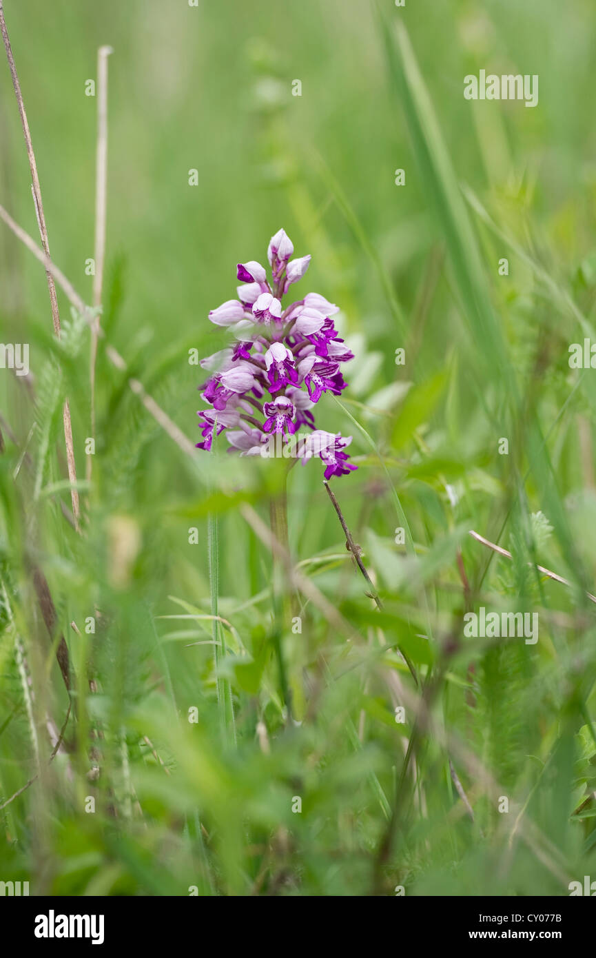 Orchide omiciattolo (Orchis simia), Liliental vicino a Ihringen, Kaiserstuhl, Baden-Wuerttemberg Foto Stock
