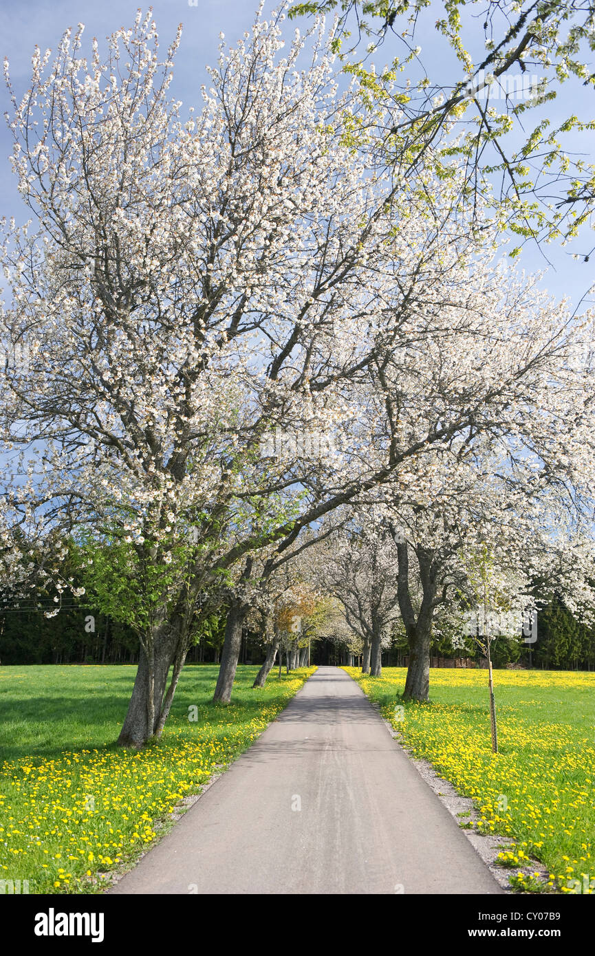 Cherry Tree avenue vicino Guetenbach, Foresta Nera, Baden-Wuerttemberg Foto Stock