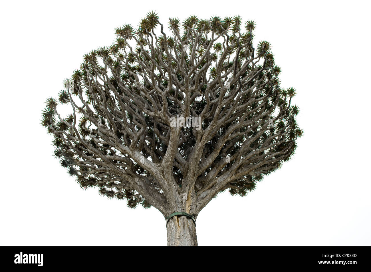 Canaria di dragon tree (Dracaena draco), Puerto de la Cruz, Tenerife, Isole Canarie, Spagna, Europa Foto Stock