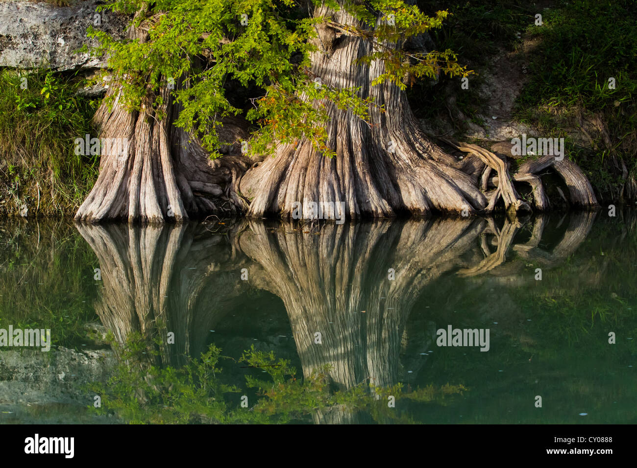 Un'acqua bella riflessione di tronchi dei due massicci cipresso calvo alberi fu visto presso il Guadalupe River State Park in primavera il brunch, TX. Foto Stock