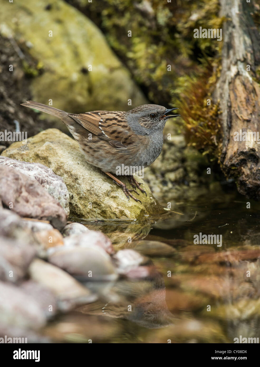 Dunnock o Hedge Sparrow o trillo (Prunella modularis), Hebertshausen, Bavaria Foto Stock