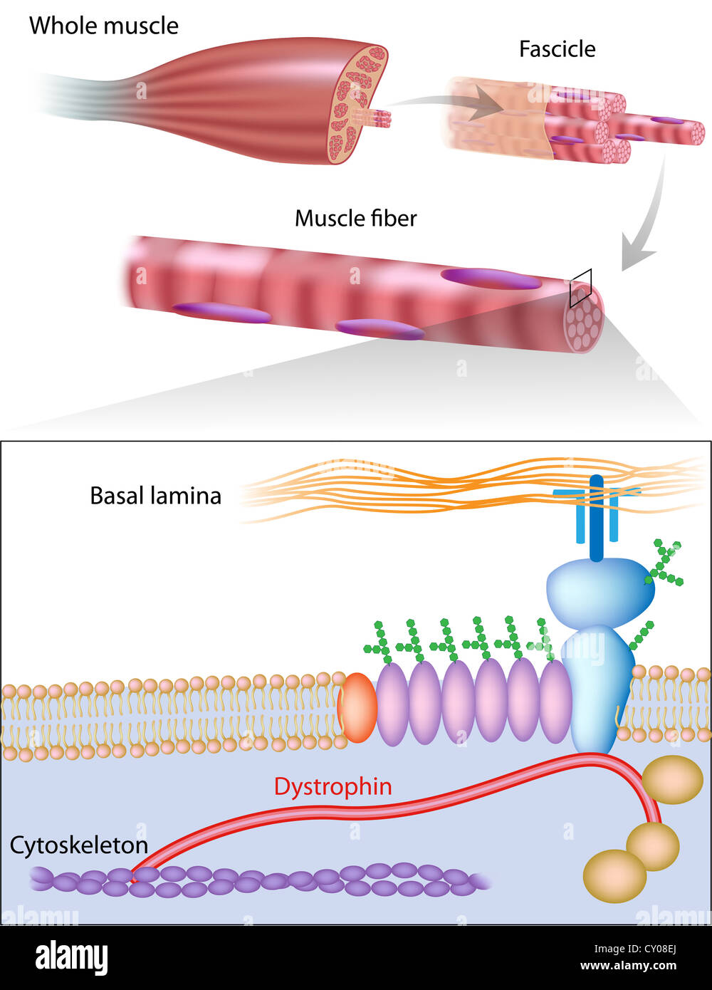 La struttura muscolare che mostra per distrofina posizione nella membrana della cellula muscolare Foto Stock