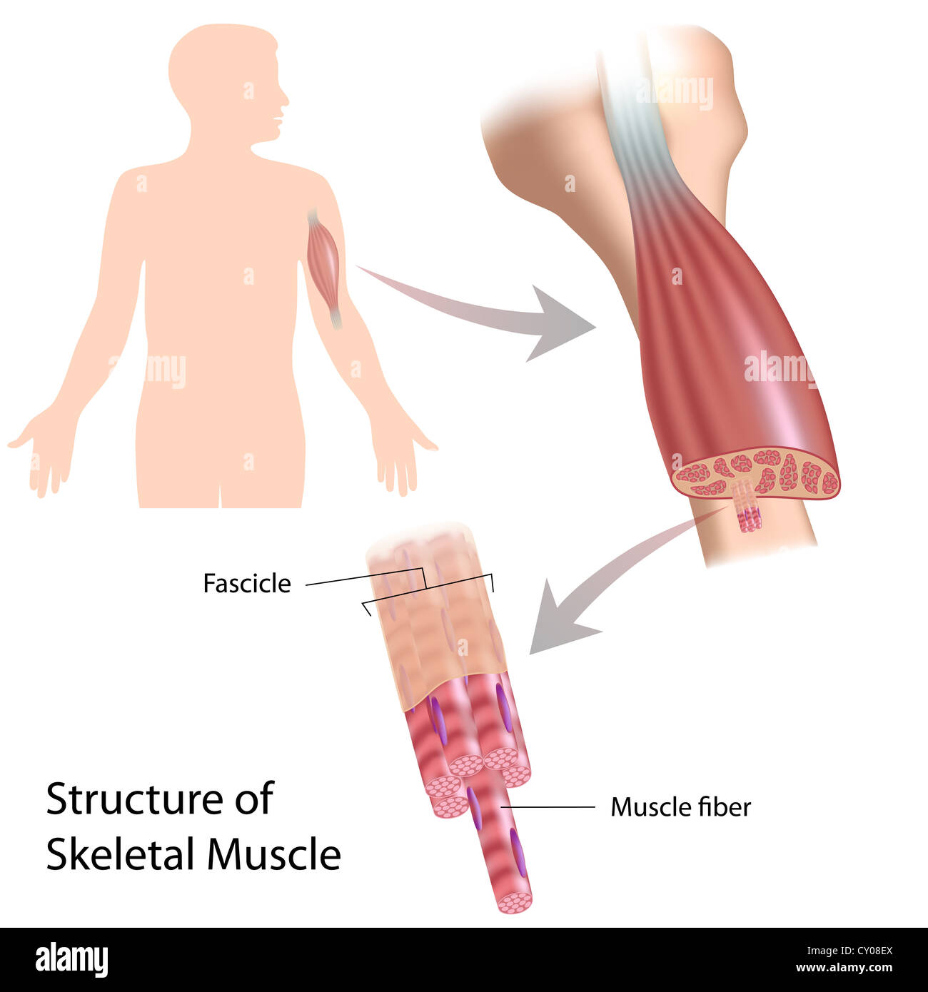 Il muscolo scheletrico struttura Foto Stock