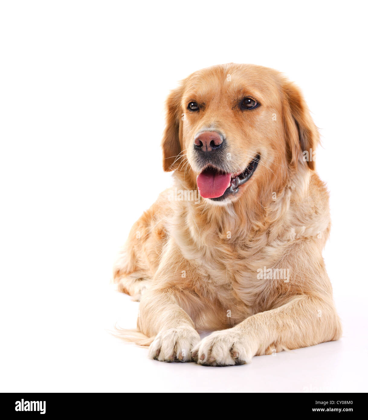 Il golden retriever cane posa su sfondo bianco Foto Stock