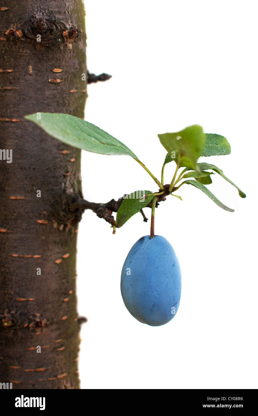 Gustosa mature prugna; agricoltura immagine di sfondo - la produzione di alimenti biologici Foto Stock