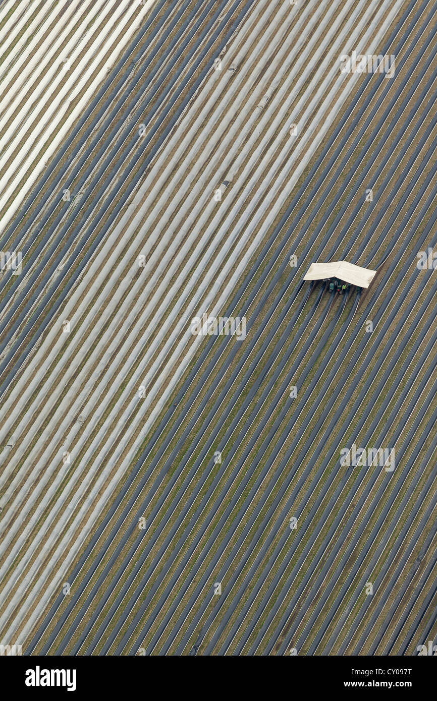Vista aerea, la raccolta meccanica di asparagi, asparagi sul campo Hafenstrasse street, Waltrop, la zona della Ruhr Foto Stock