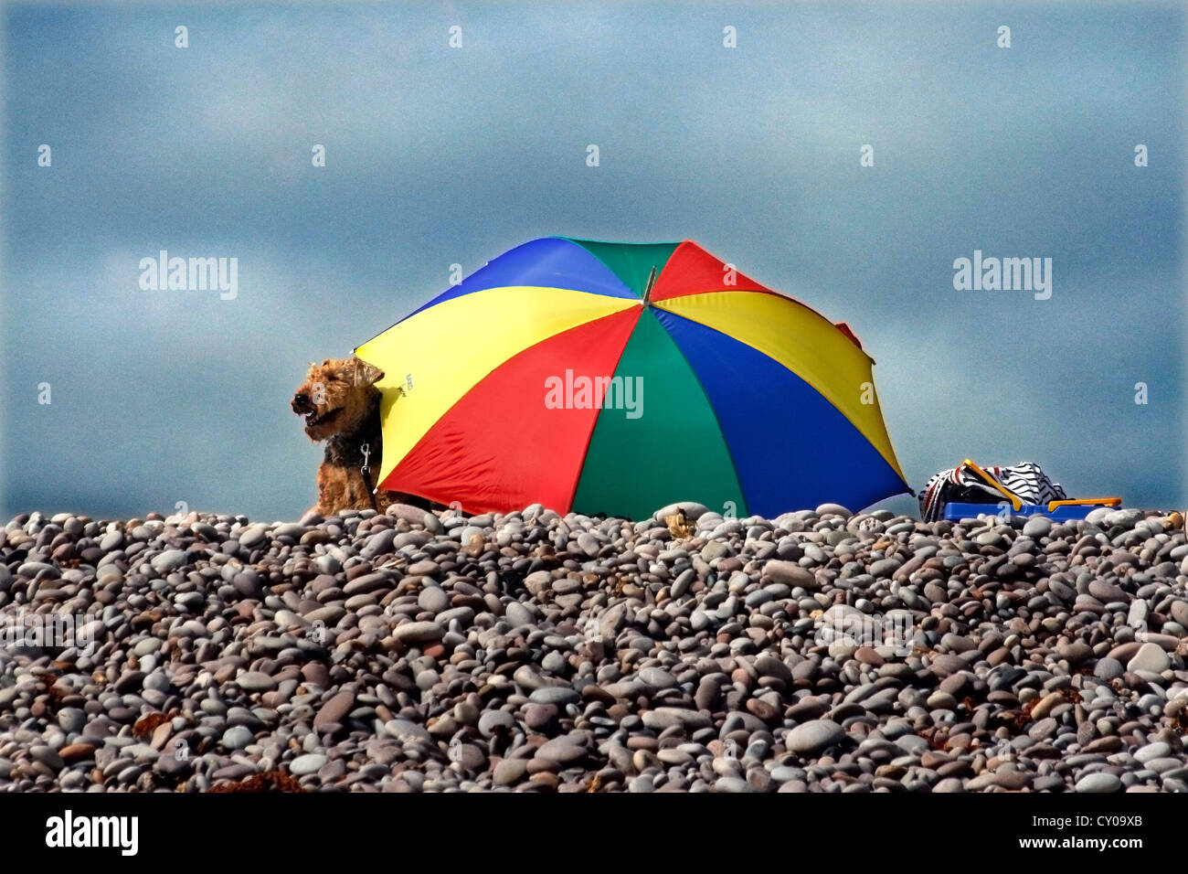 Ombrellone e cane nella costa di Jurassic a Devon, Regno Unito durante l'estate Foto Stock