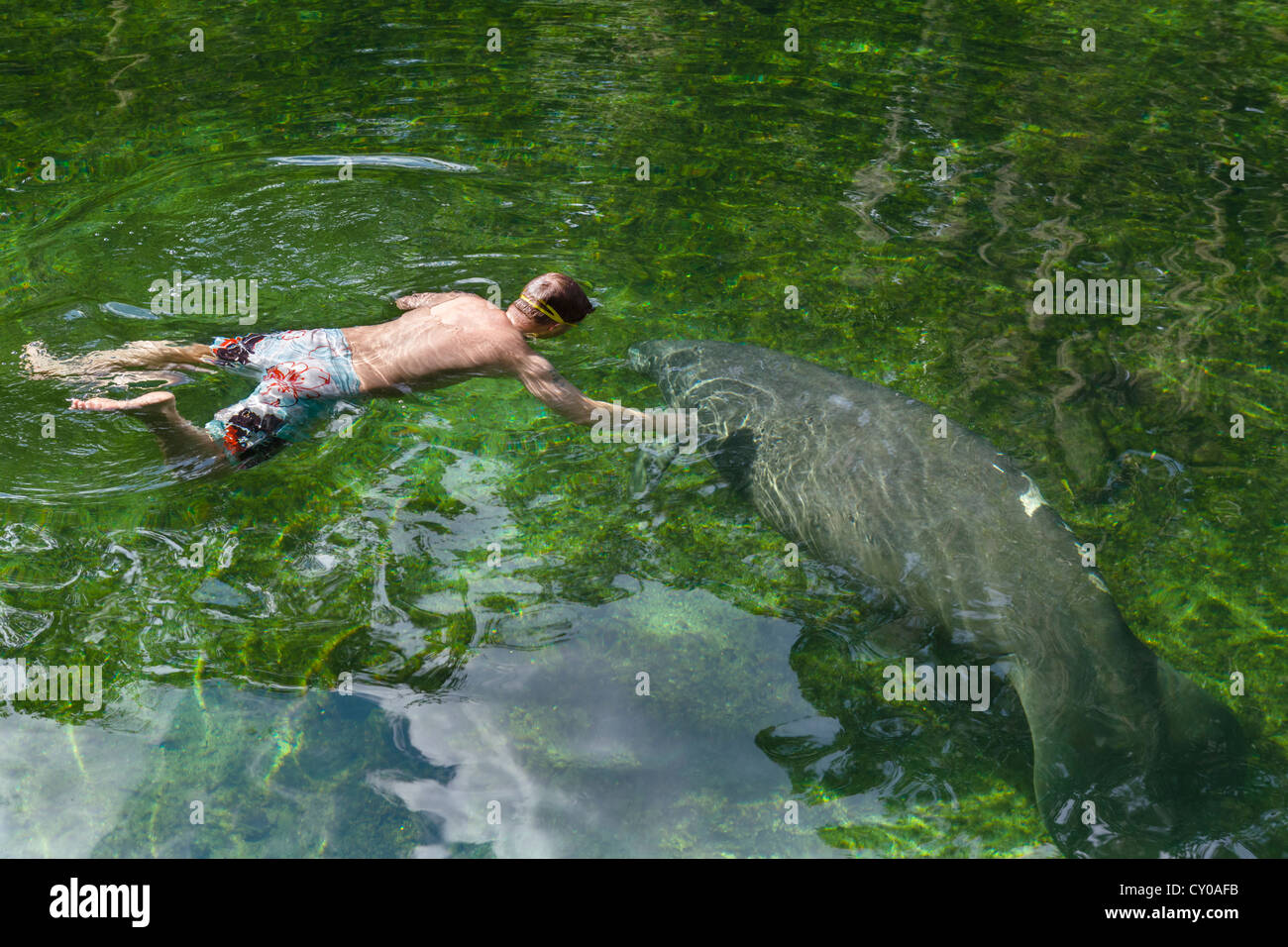 Un lamantino e nuotatore nella molla blu eseguire area nuoto, molla blu parco statale, vicino alla Città di arancia, Central Florida, Stati Uniti d'America Foto Stock