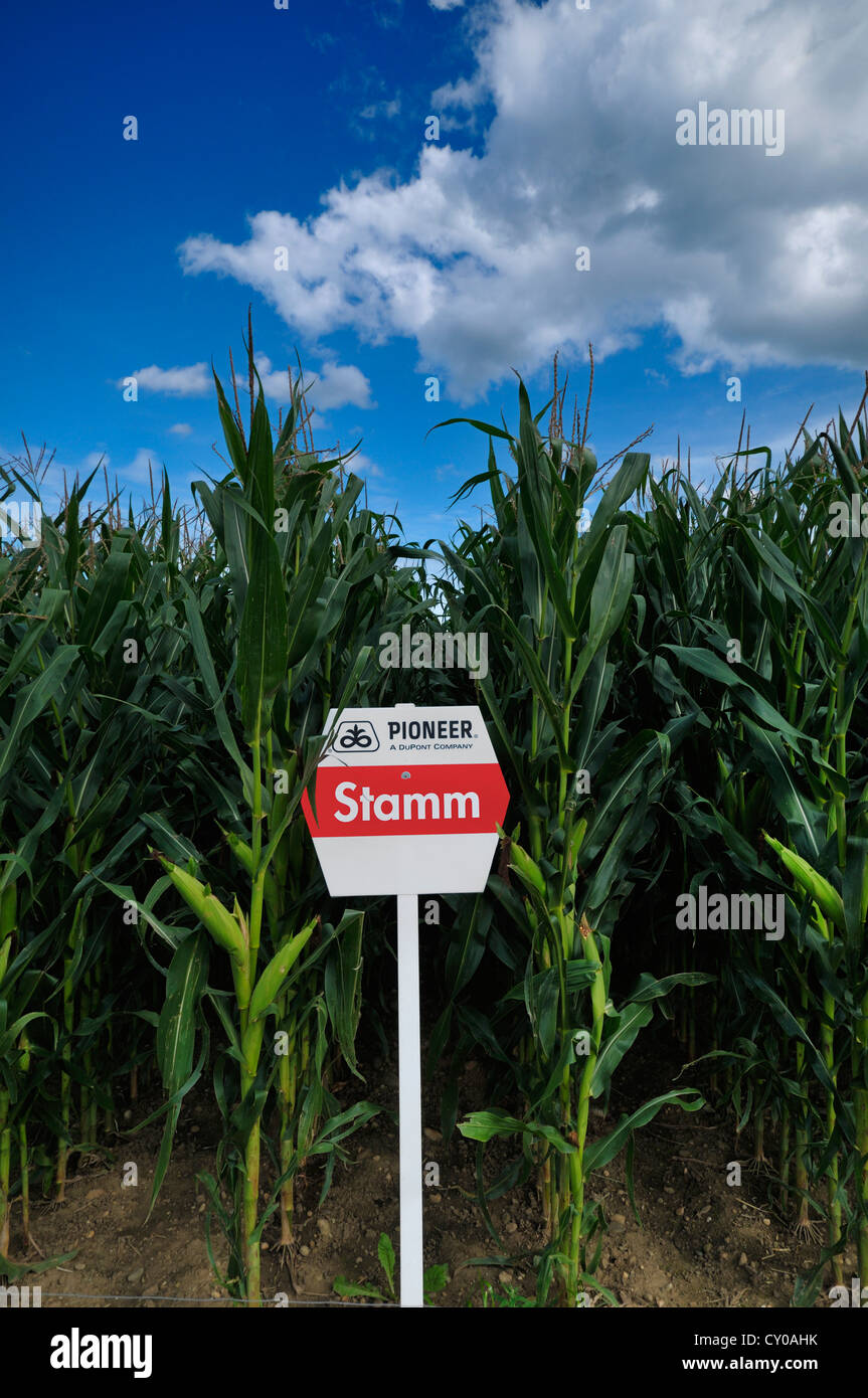 Campo di grano, campo di prova con la sperimentale di varietà di mais, Stamm, dall'azienda pioniera, allevamento di mais e selezione Foto Stock