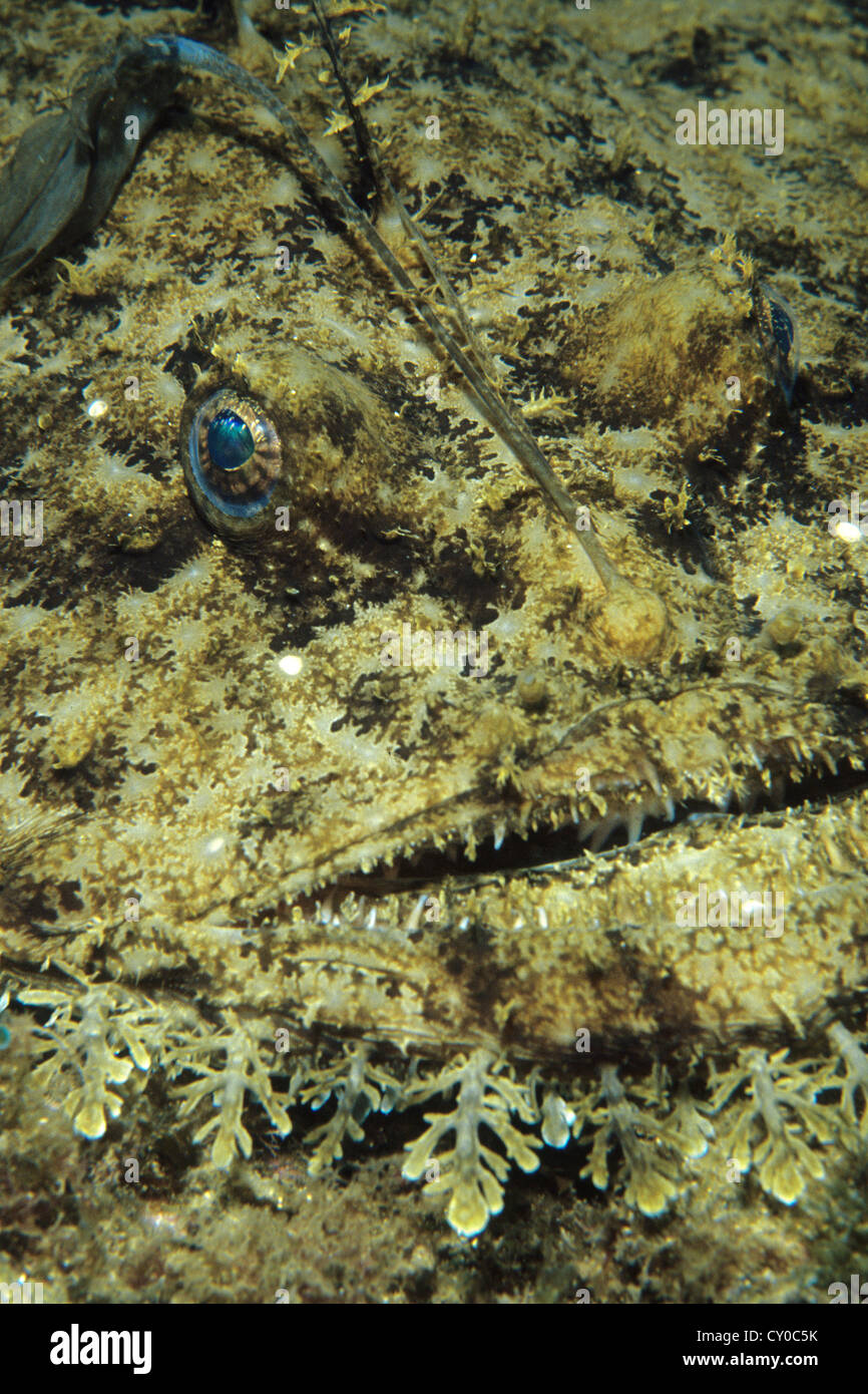 Diavolo Di Mare Immagini E Fotos Stock Alamy