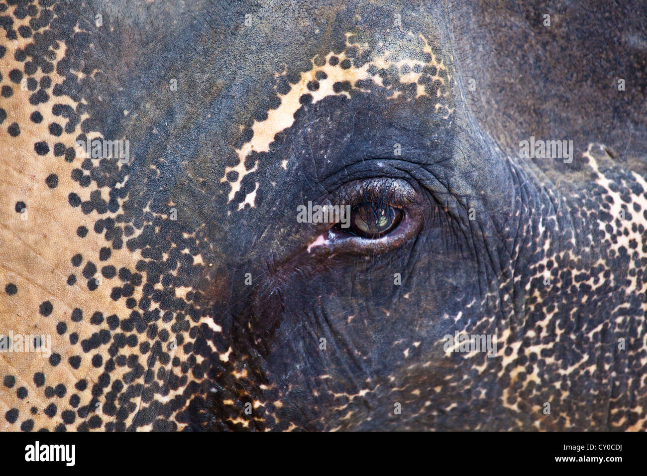 Occhio di un elefante Asiatico in un campo nei pressi di Khao Sok NATIONAL PARK - SURAI THANI PROVENCE, Thailandia Foto Stock