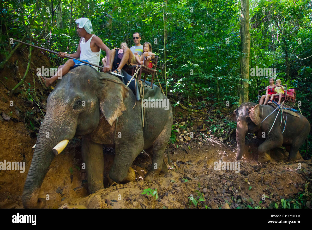 Corse di elefanti sono una delle attività disponibili nei pressi di Khao Sok NATIONAL PARK - SURAI THANI PROVENCE, Thailandia MR Foto Stock