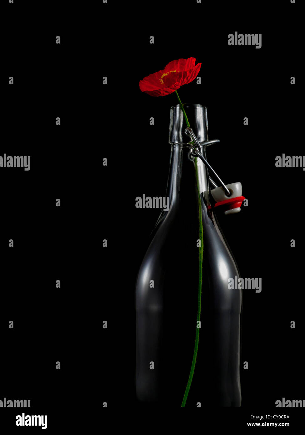 Bottiglia con il fiore di un papavero (Papaver rhoeas) Foto Stock