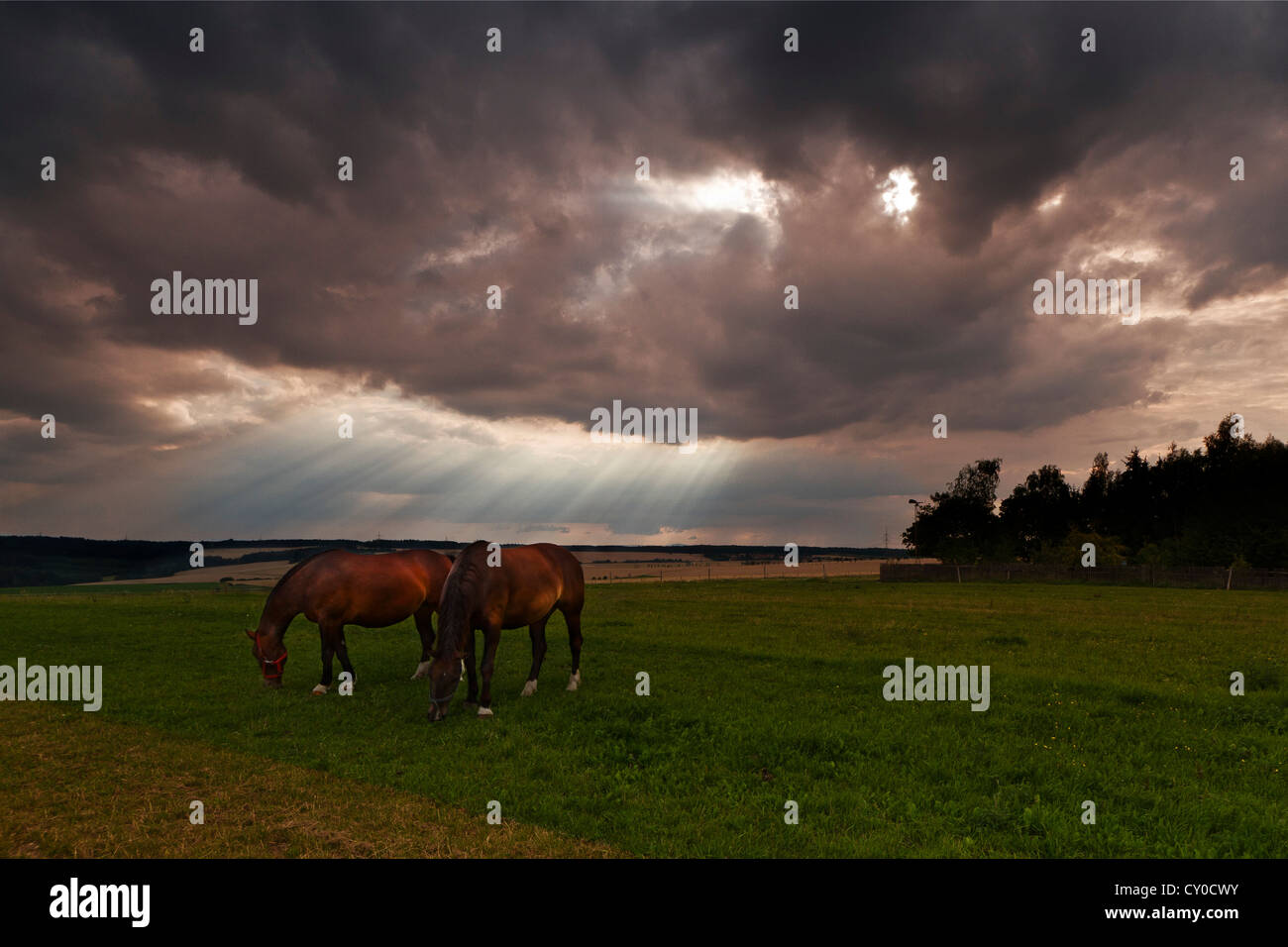 Cavalli su un pascolo con temporale nuvole, Erfurt, Turingia Foto Stock