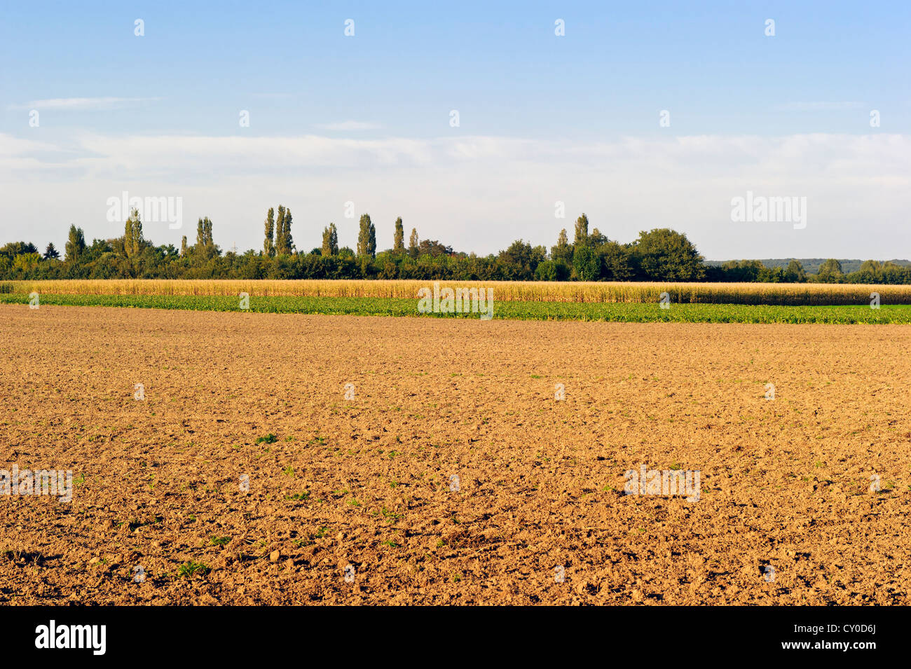 terreni agricoli Foto Stock
