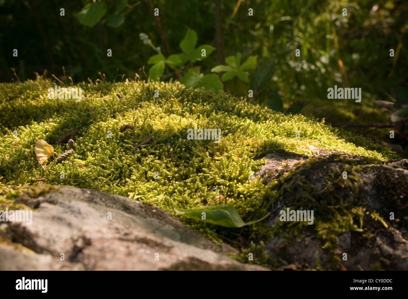 Il muschio cresce su una roccia di pietra di laminazione non raccoglie i muschi forest floor Foto Stock