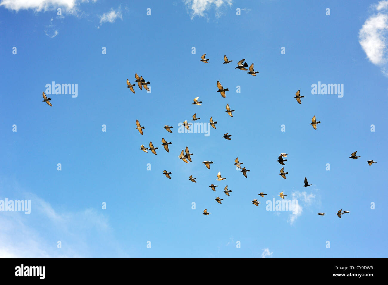 I piccioni allevati per le corse (Columbidi), in volo contro un cielo blu, Media Franconia, Bavaria Foto Stock