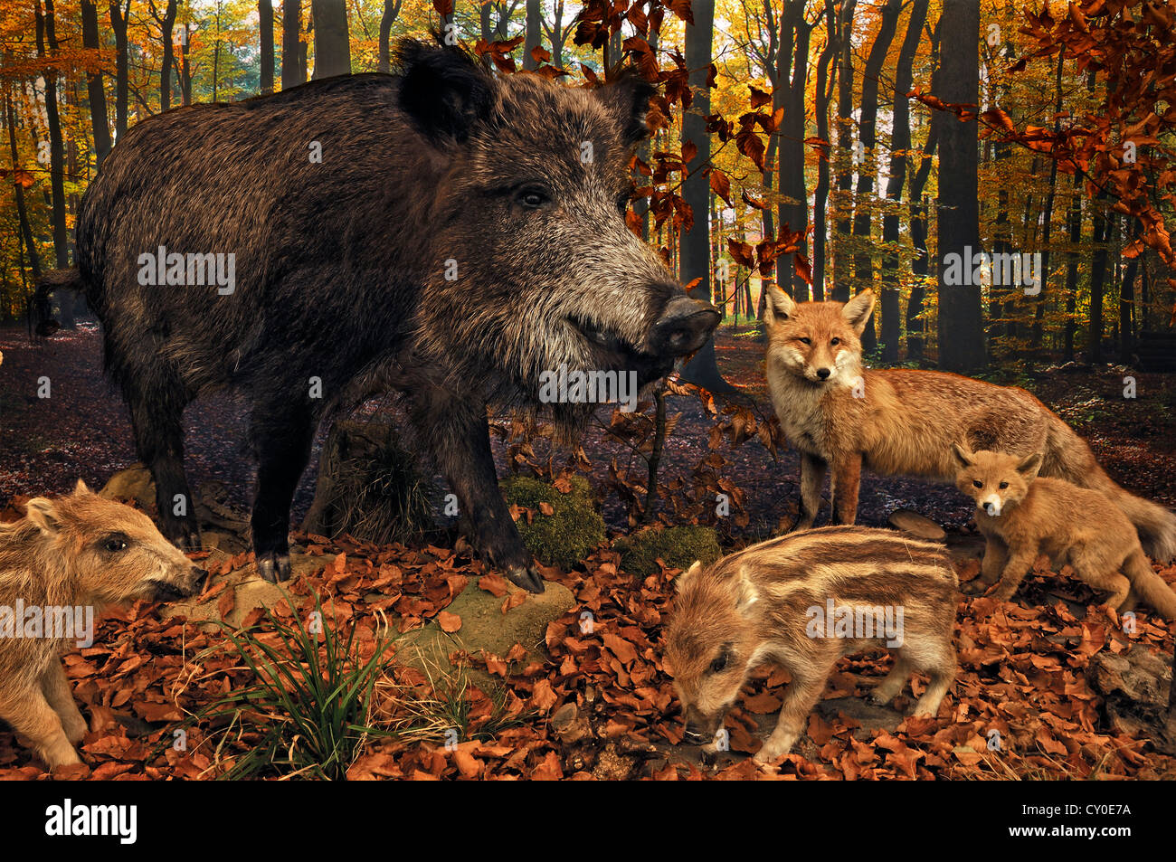 Ricostruito scena di un autunnale di bosco di faggio con animali impagliati, il cinghiale (Sus scrofa) con suinetti, volpe (Vulpes vulpes) Foto Stock