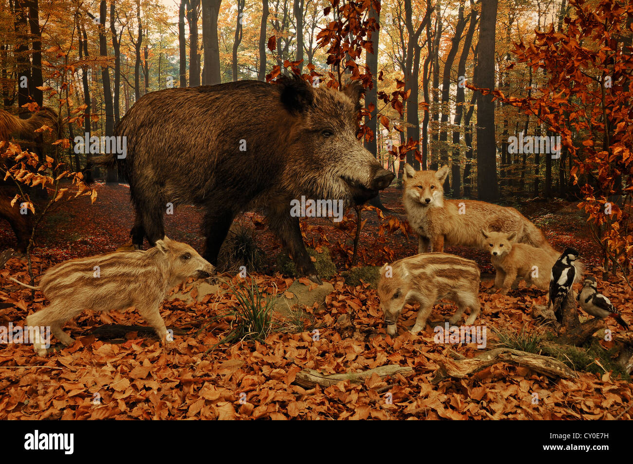 Ricostruito scena di un autunnale di bosco di faggio con animali impagliati, il cinghiale (Sus scrofa) con suinetti, volpe (Vulpes vulpes) Foto Stock