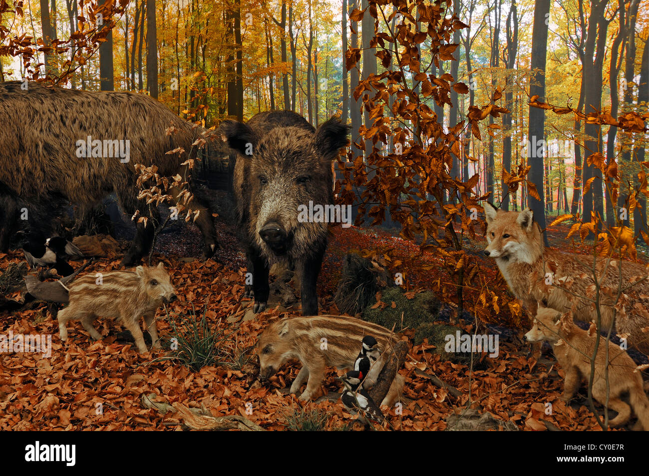 Ricostruito scena di un autunnale di bosco di faggio con animali impagliati, il cinghiale (Sus scrofa) con suinetti, volpe (Vulpes vulpes) Foto Stock