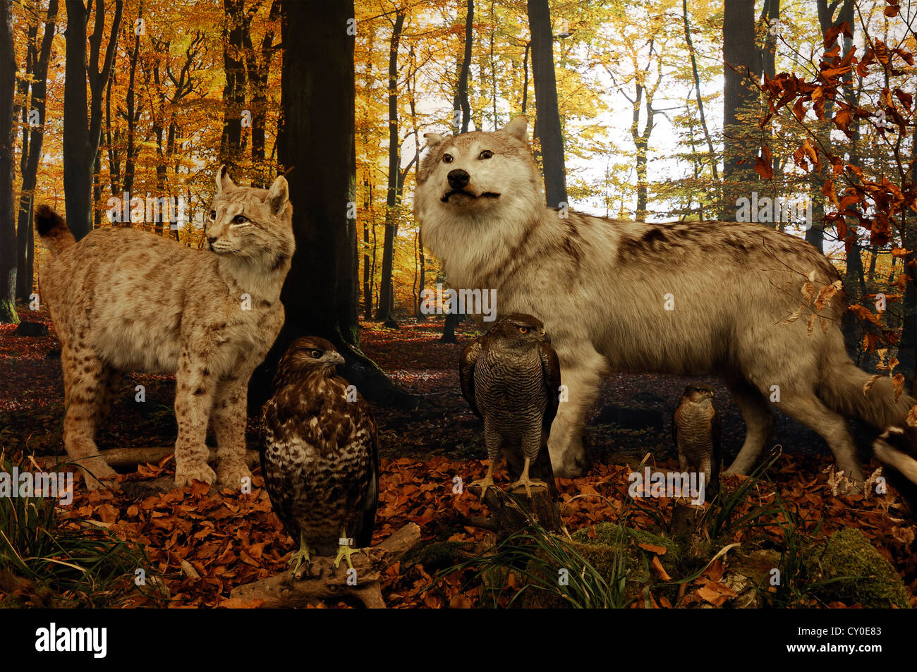 Ricostruito scena di un autunnale di bosco di faggio con animali impagliati, (Lynx Lynx lynx), a sinistra, Lupo (Canis lupus), la Poiana (Buteo Foto Stock