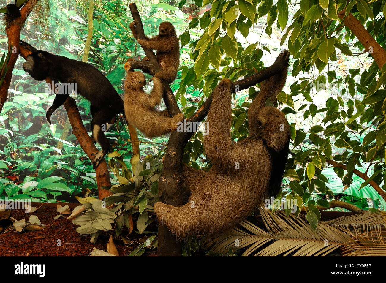 Ricostruito scena di un Sud Americana giungla con animali impagliati, scimmia urlatrice (Alouatta sp.), il bradipo (Bradypus Foto Stock