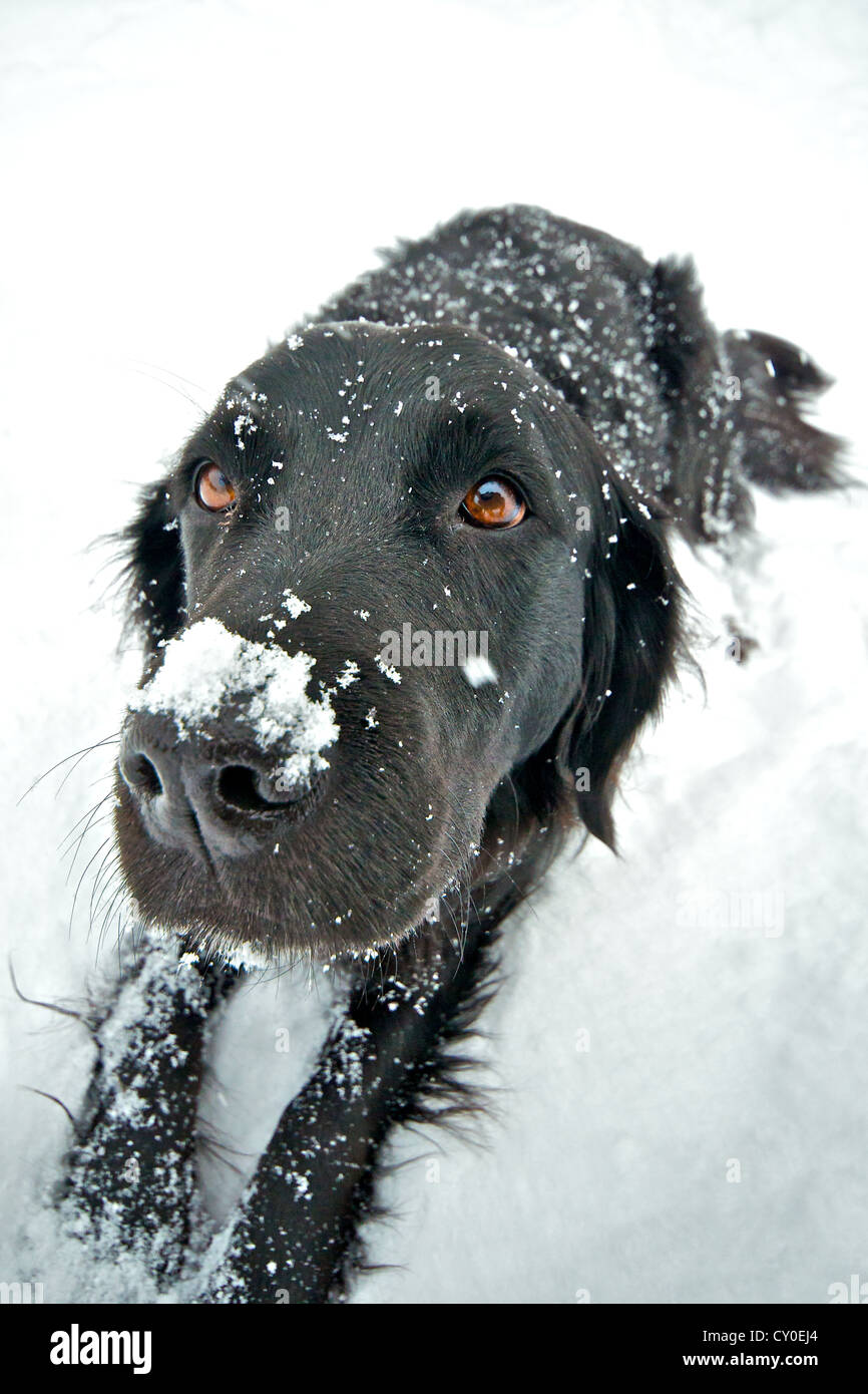 Ampio angolo di close-up di frontale nero carino retriever cane con neve sul naso Foto Stock