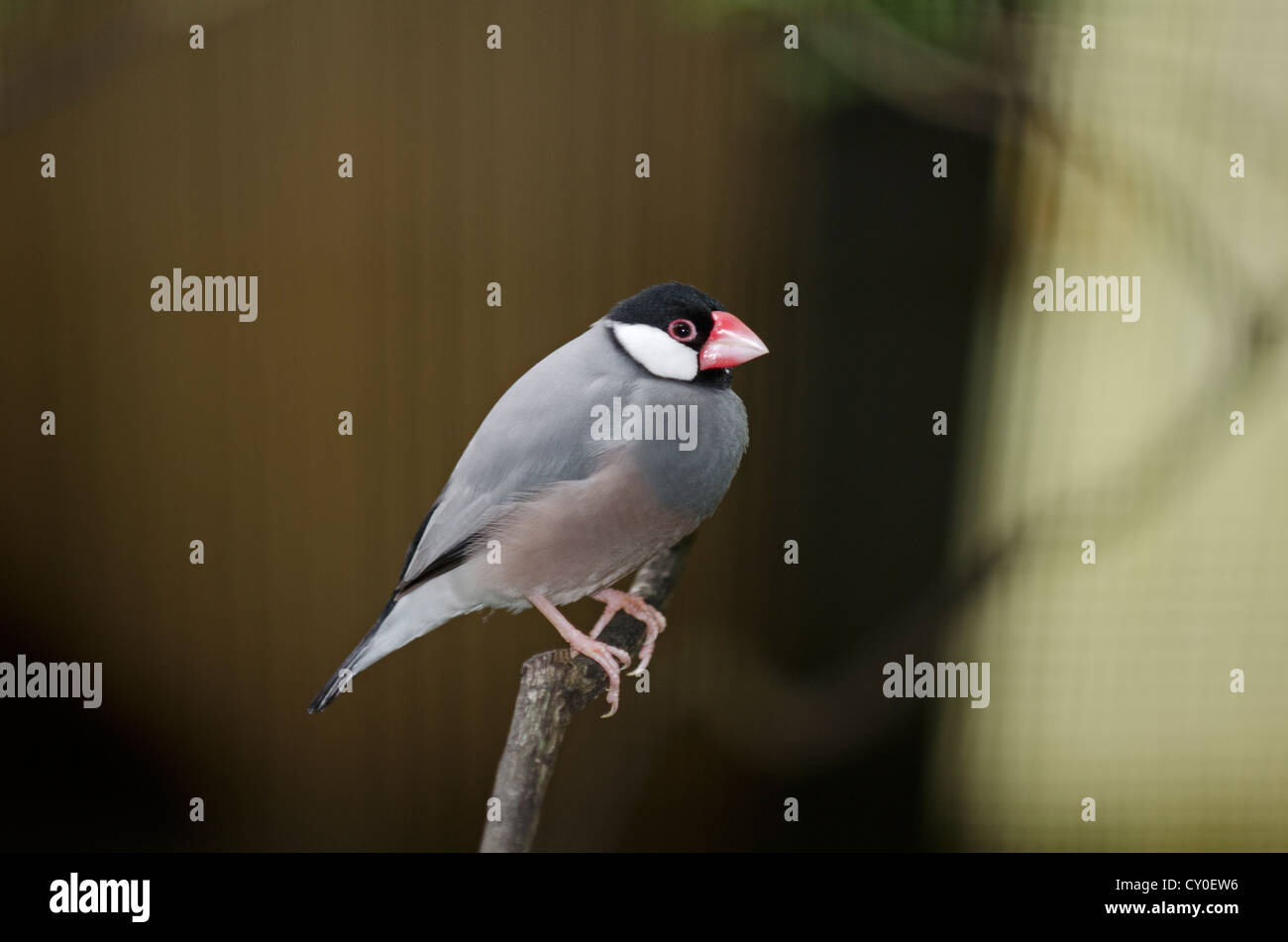 Java Sparrow (Padda oryzivora) in cattività Foto Stock