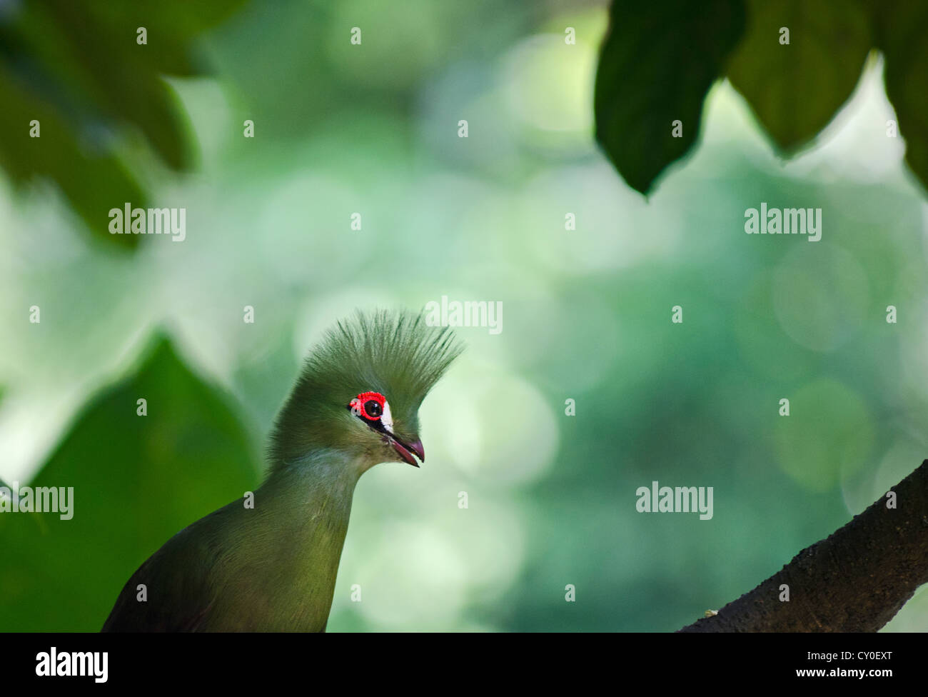 Knysna's Turaco (Tauraco corythaix ) rstricted in Sud Africa Foto Stock