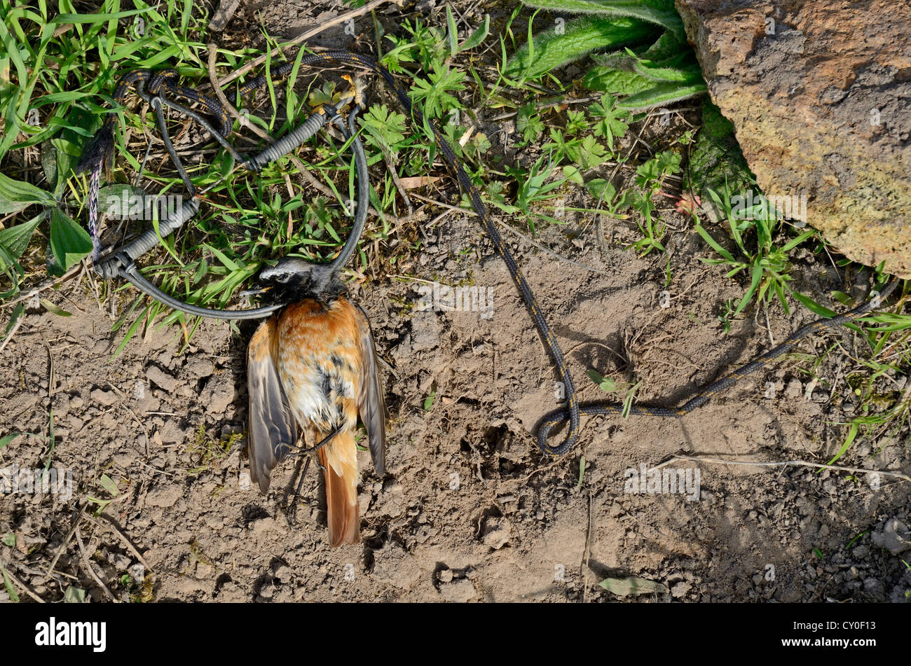 Redstart Phoenicurus phoenicurus maschio migranti catturati nella primavera / Clap trap (anche noto come trappola sep) Ponza Italia Aprile Foto Stock