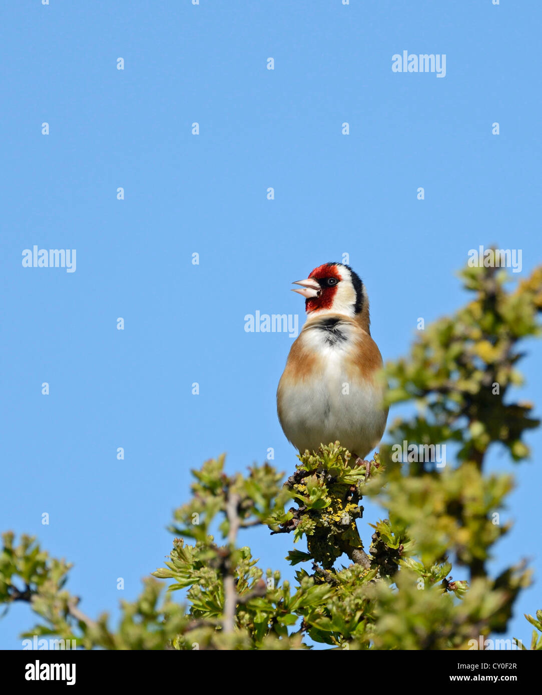 Cardellino Carduelis carduelis nella canzone Cley Norfolk può Foto Stock