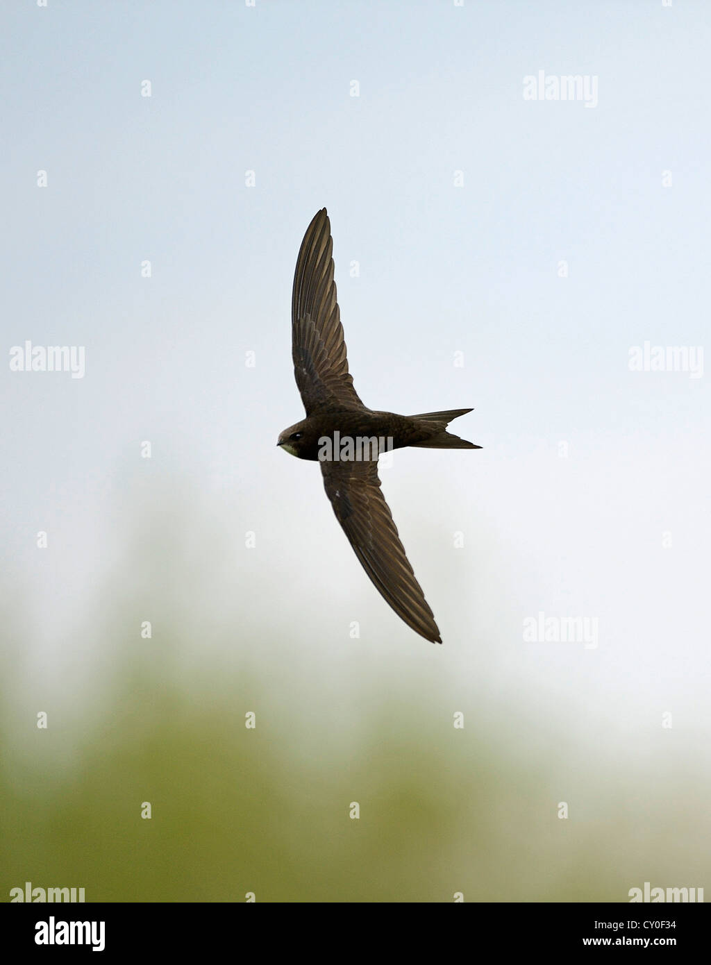 Common Swift Apus apus Norfolk estate Foto Stock