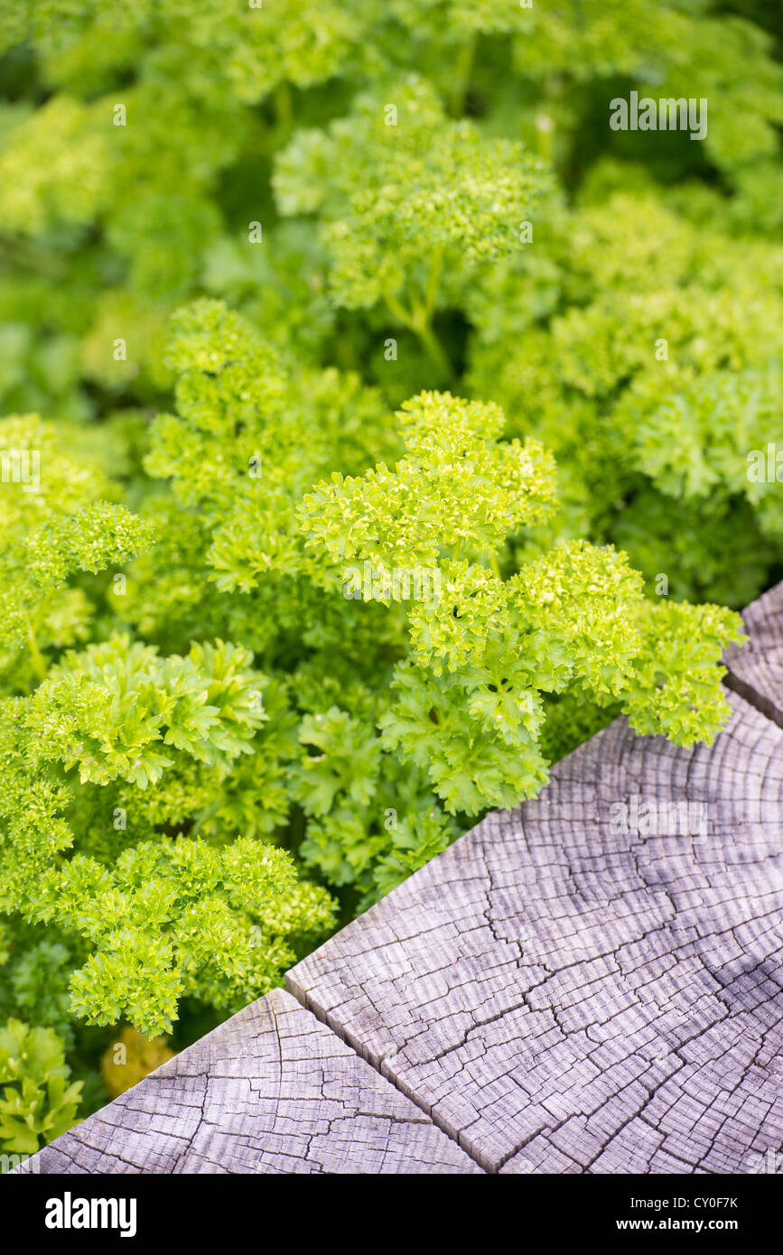 Macro shot di prezzemolo riccio che cresce in giardino Foto Stock