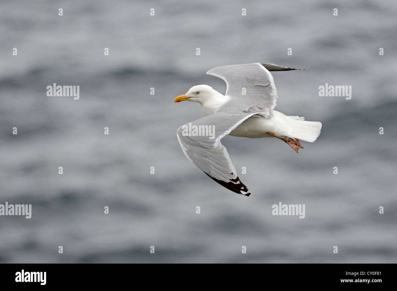 Herring Gull Larus argentatus Fowlsheugh RSPB Resrrve Scozia Scotland Foto Stock