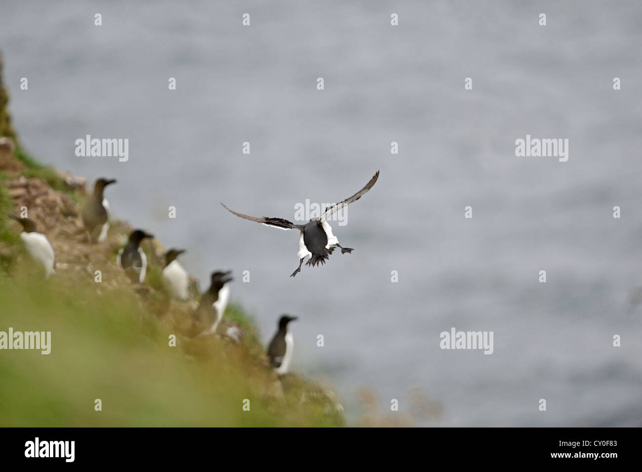 Comune di Guillemot o Common Murre, Uria aalge Fowlsheugh riserva RSPB Scotland Luglio Foto Stock