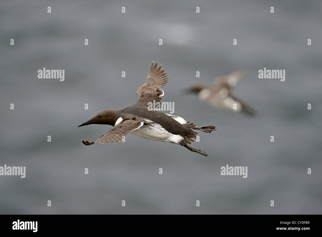 Comune di Guillemot o Common Murre, Uria aalge Fowlsheugh riserva RSPB Scotland Luglio Foto Stock