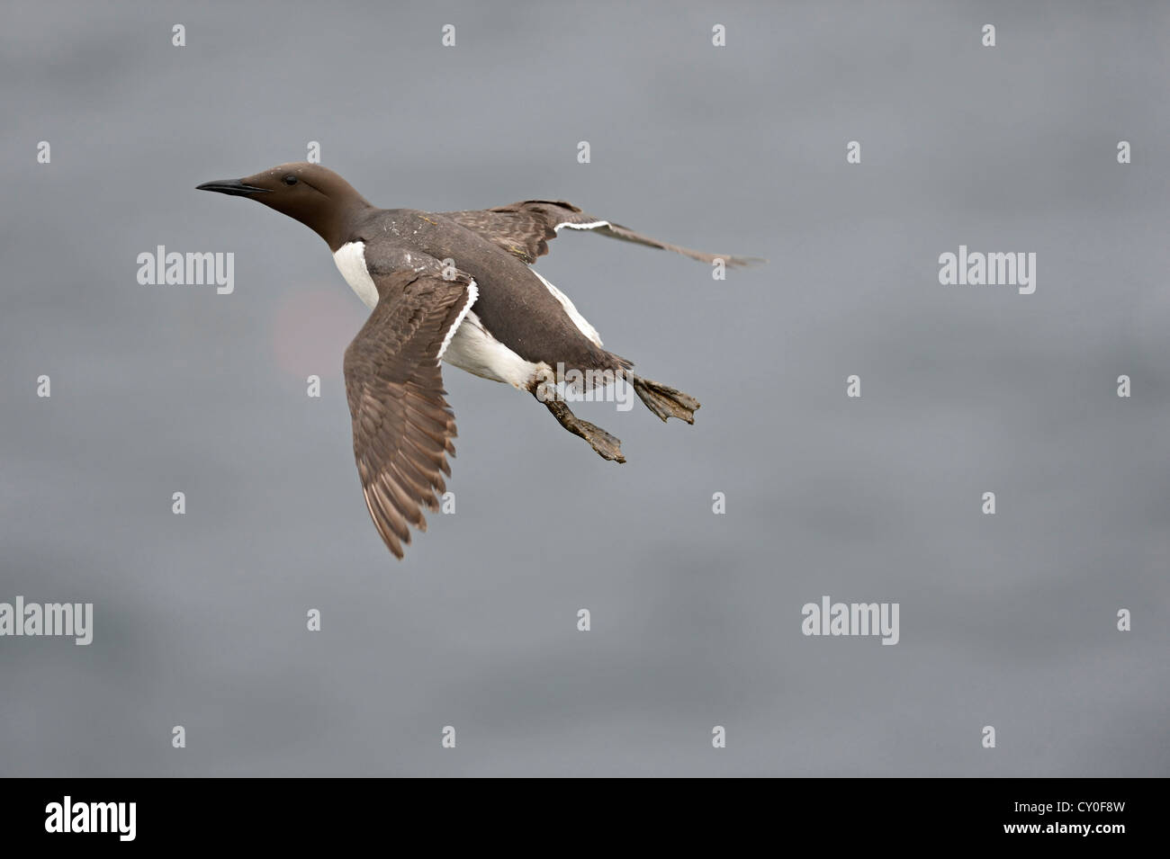 Comune di Guillemot o Common Murre, Uria aalge Fowlsheugh riserva RSPB Scotland Luglio Foto Stock