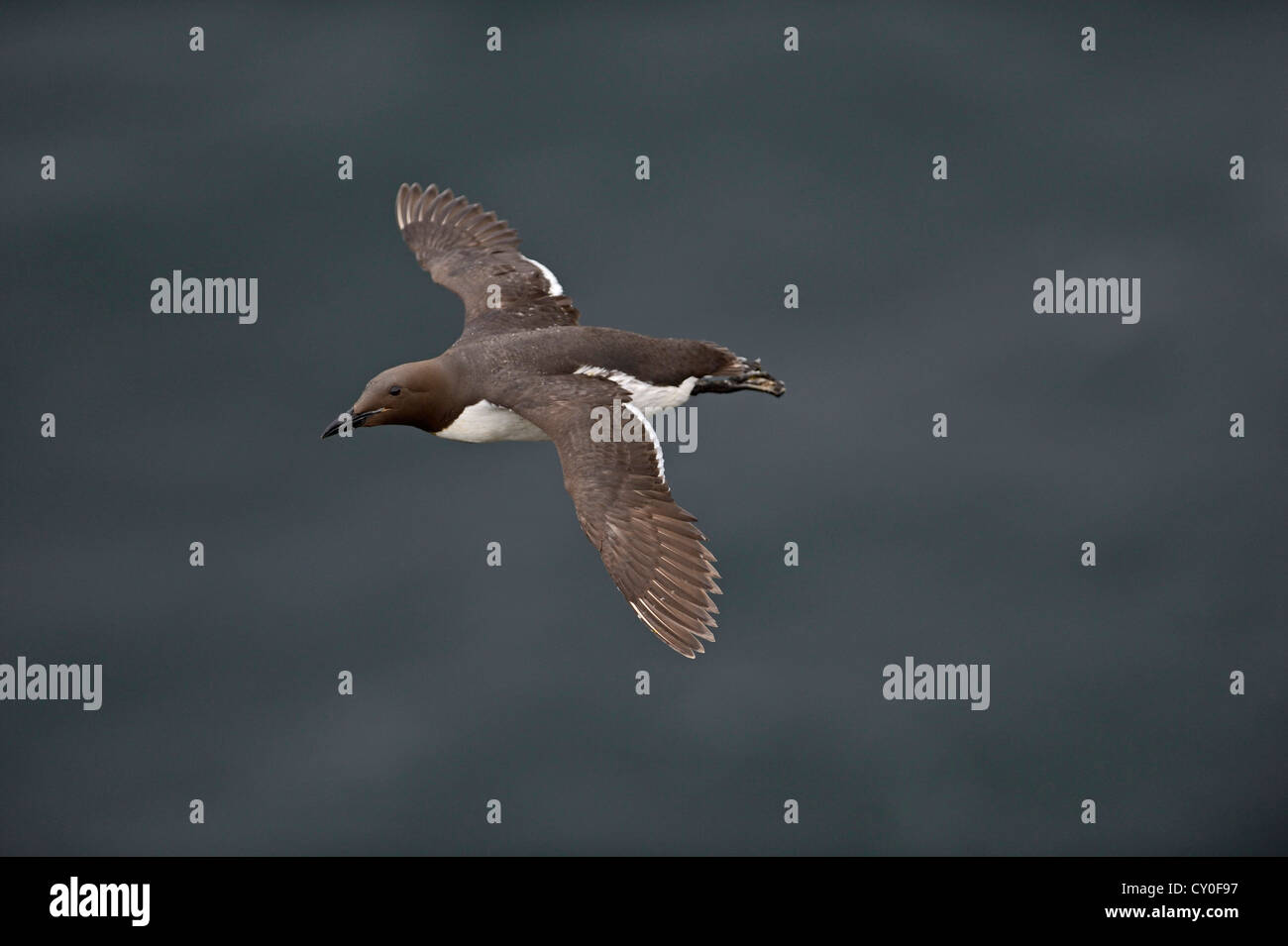 Comune di Guillemot o Common Murre, Uria aalge Fowlsheugh riserva RSPB Scotland Luglio Foto Stock