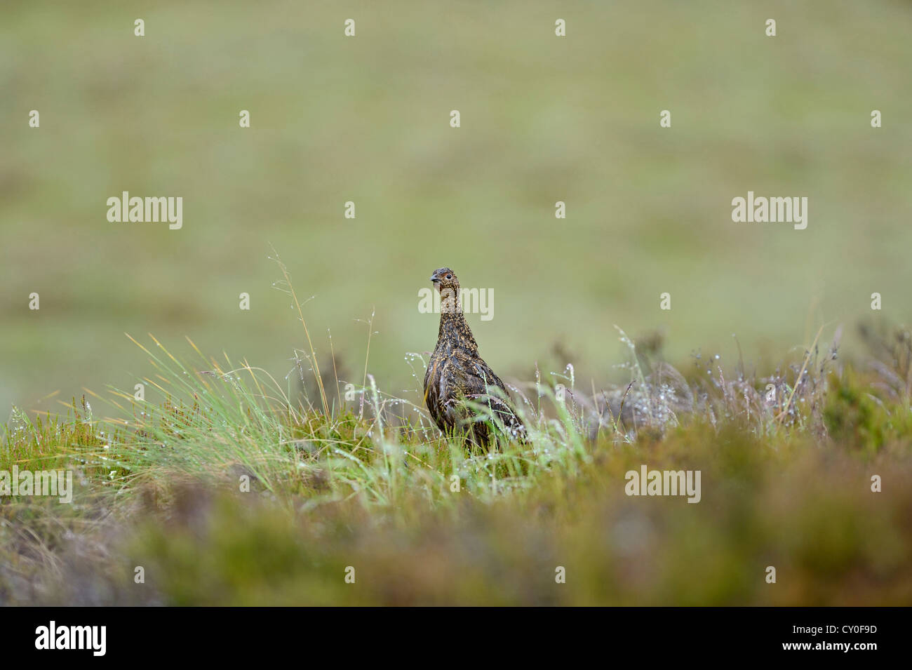 Red Grouse, Lagopus lagopus scotica, femmina Highlands della Scozia Luglio Foto Stock