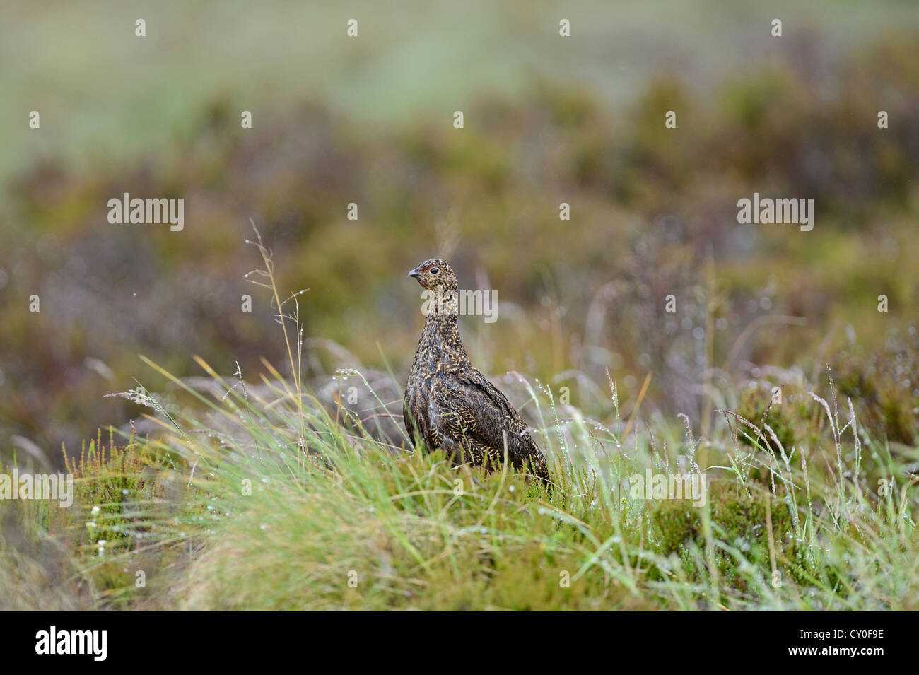 Red Grouse, Lagopus lagopus scotica, femmina Highlands della Scozia Luglio Foto Stock