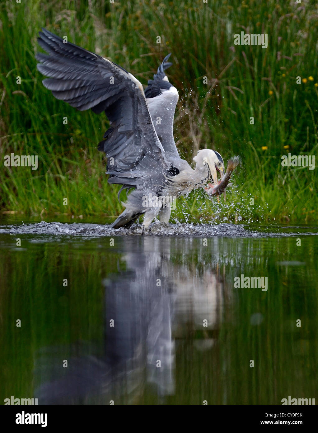 Airone cenerino Ardea cinerea con trote grosse arcobaleno Scozia Luglio Foto Stock