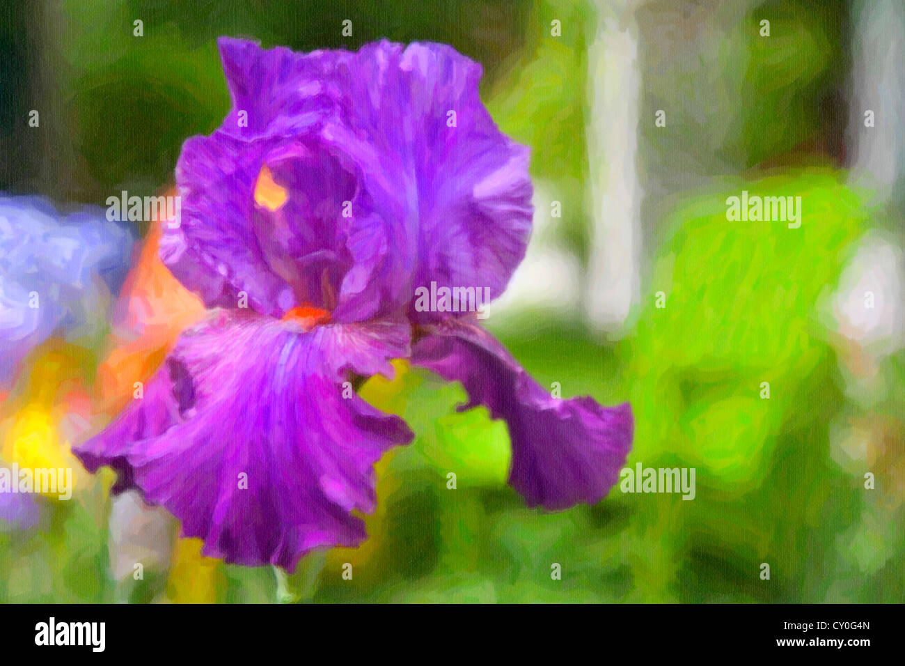 Un brillante viola tedesco (Iris iris germanica) o anche conosciuto come il barbuto Iris in un colorato giardino estivo. Foto Stock