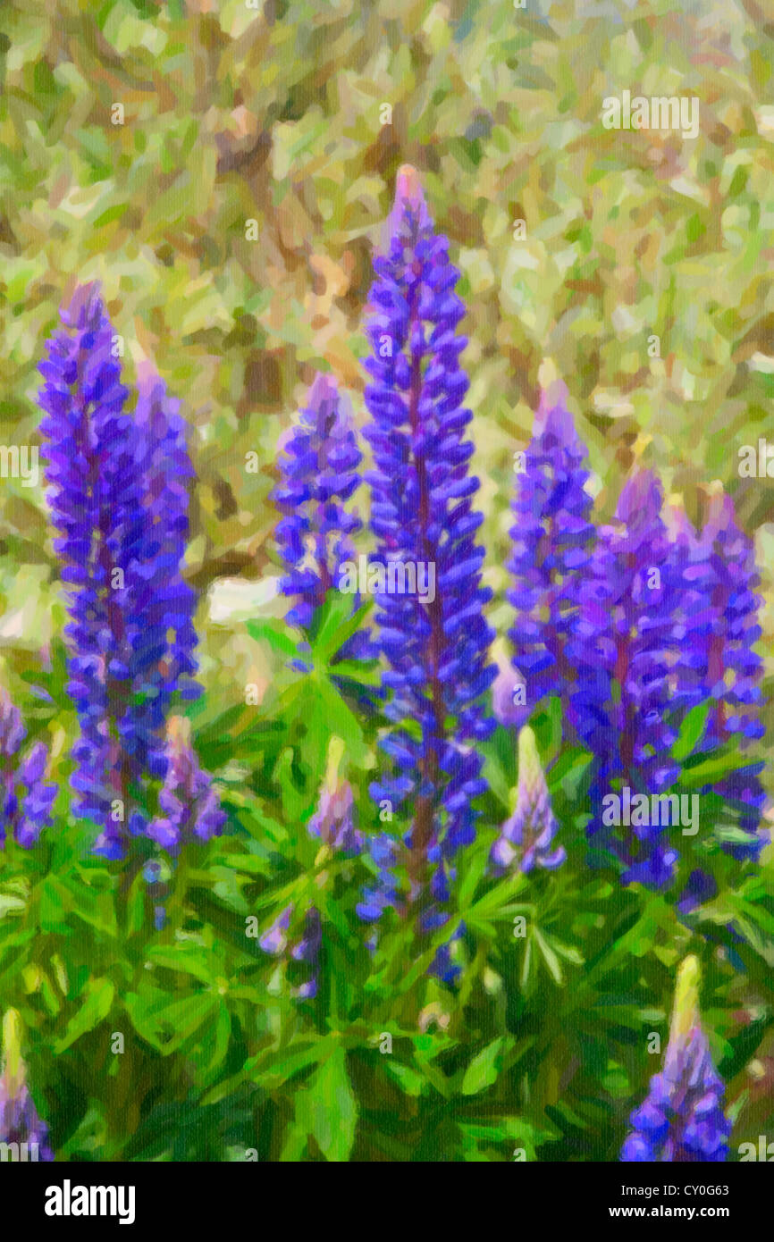 Viola di lupini dolci crescono nel giardino estivo. Foto Stock
