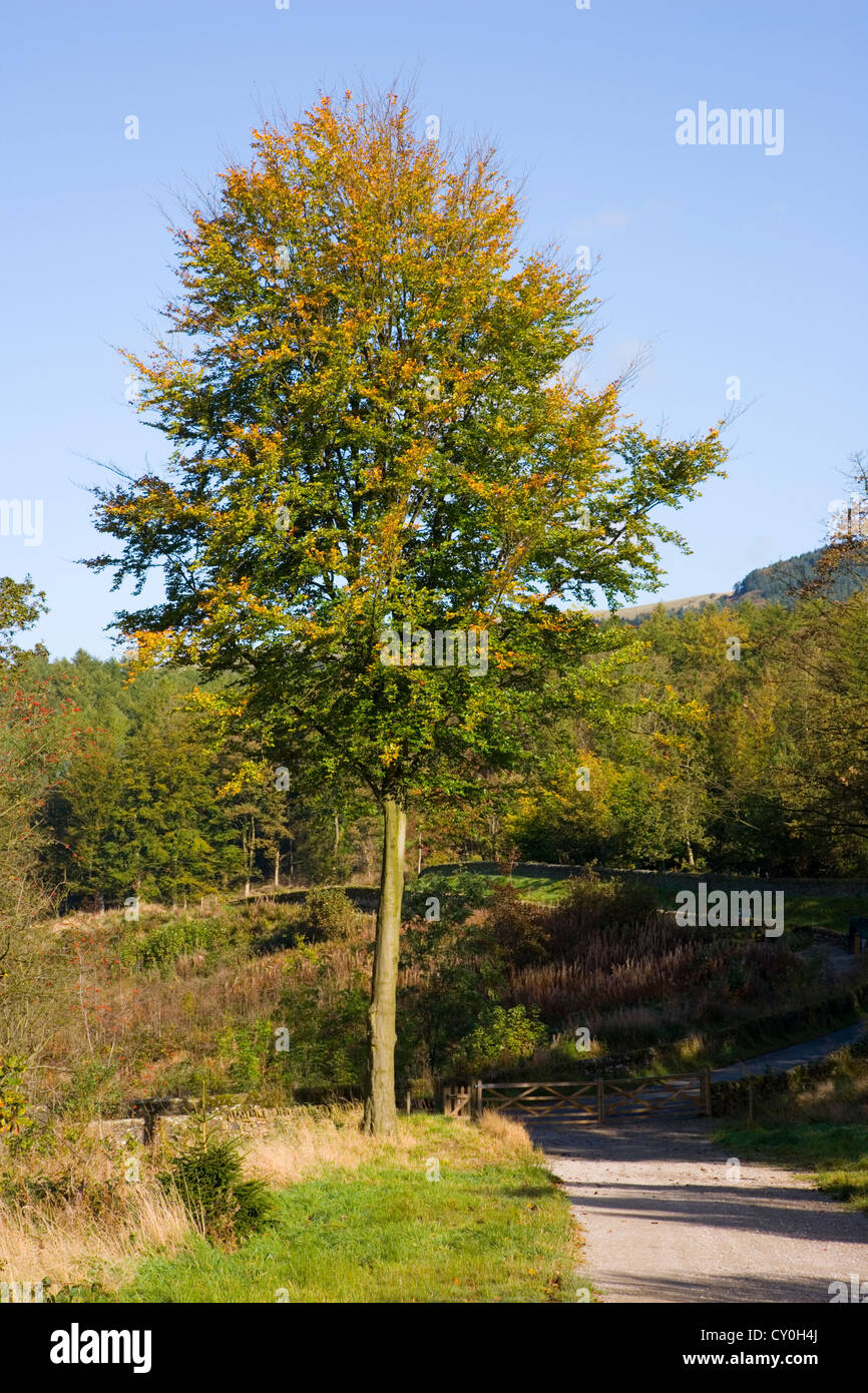 Il sentiero attraverso la foresta a Macclesfield;Langley;;a Macclesfield Cheshire;Inghilterra Foto Stock