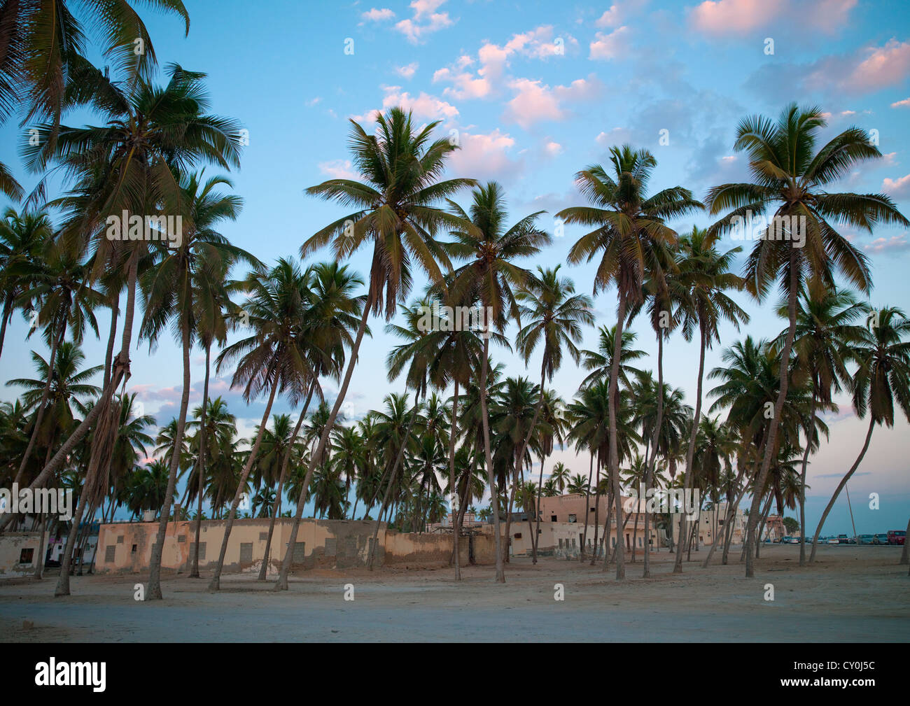 Le palme in Salalah, Oman Foto Stock