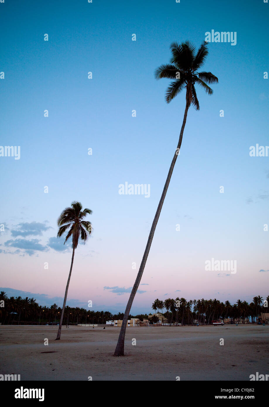 Gli alberi di palma, Salalah, Oman Foto Stock