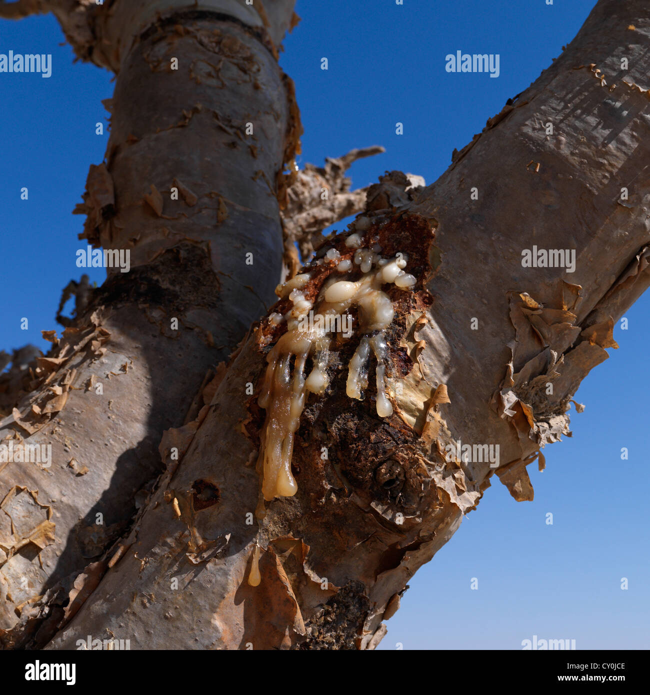 Gomma In incenso Tree, Wadi Dawkah, Oman Foto Stock