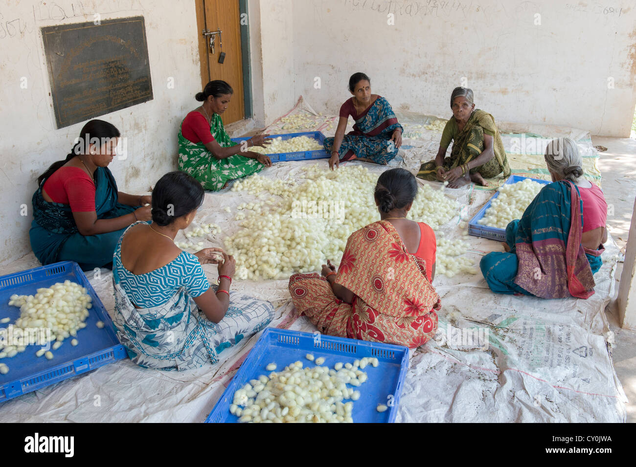 Le donne indiane ordinamento di bozzoli di bachi da seta in un territorio rurale villaggio indiano. Andhra Pradesh, India Foto Stock